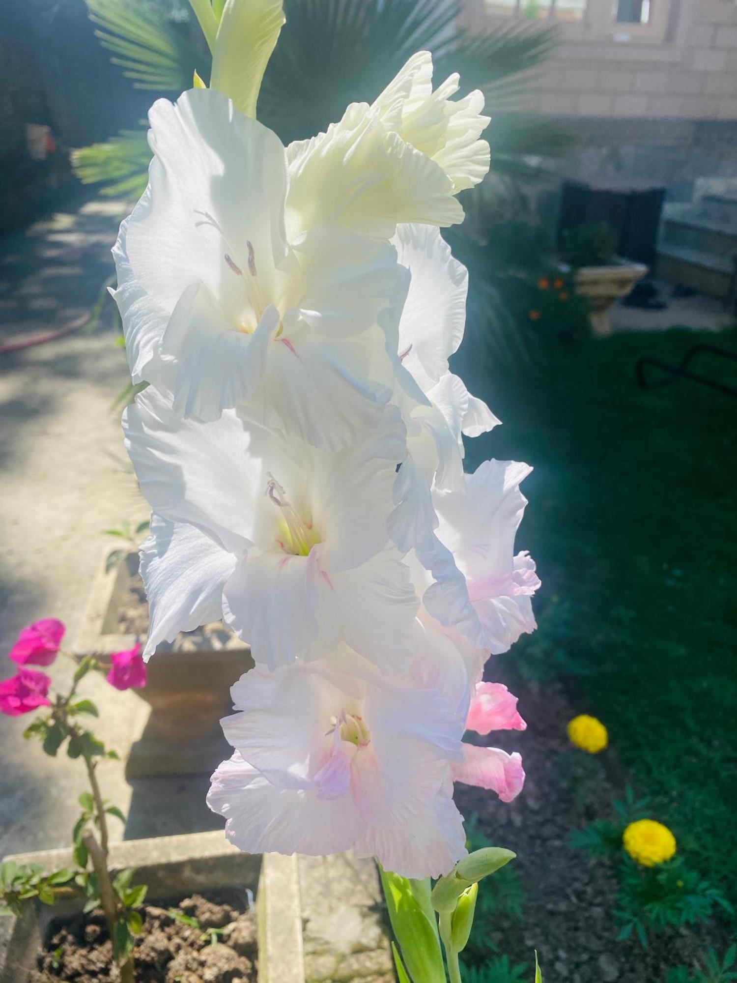 Homestay Himalayan Sun Srinagar (Jammu and Kashmir)
