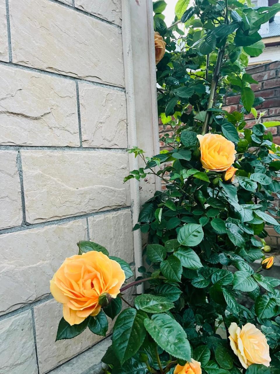 Himalayan Sun Homestay Srinagar (Jammu and Kashmir)